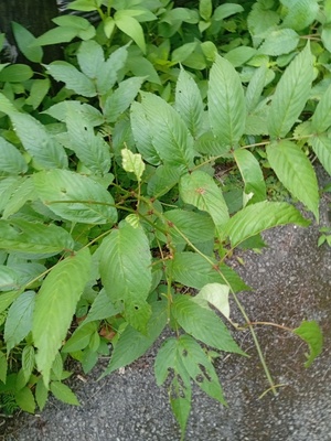 IMG_20250430_090507.jpg